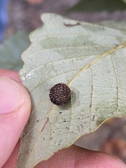 Acraspis quercushirta