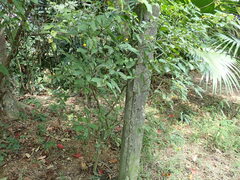 Clerodendrum calamitosum