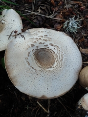 Agaricus buckmacadooi