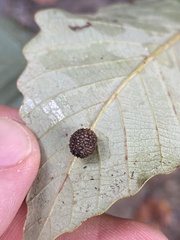 Acraspis quercushirta