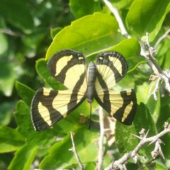 Baeotis zonata zonata