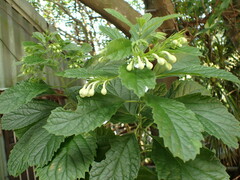 Clerodendrum calamitosum