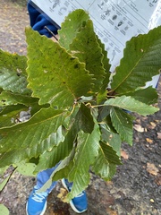 Acraspis quercushirta