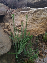 Cassinia denticulata