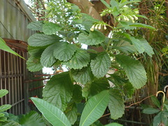 Clerodendrum calamitosum