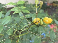 Senna occidentalis