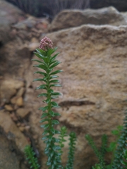 Cassinia denticulata