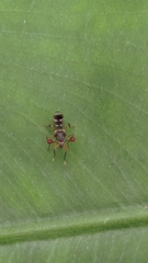 Teleopsis quadriguttata