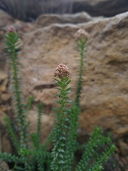 Cassinia denticulata