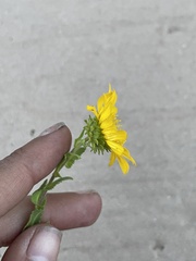 Grindelia inuloides