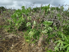 Heliotropium arboreum