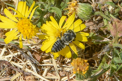 Megachile brevis