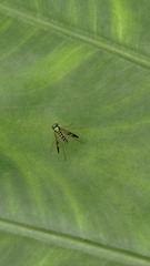 Condylostylus nebulosus