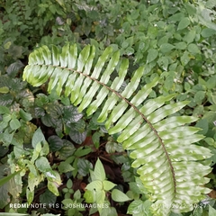 Nephrolepis biserrata