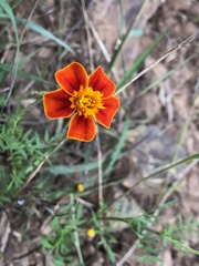 Tagetes patula