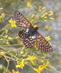 Euphydryas