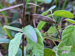 Rhynchosia tomentosa