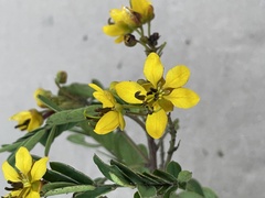 Senna polyantha