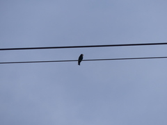 Eurystomus orientalis