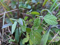 Rhynchosia tomentosa