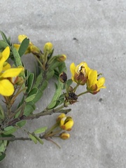 Senna polyantha