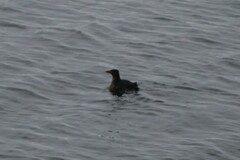 Cerorhinca monocerata