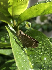 Borbo cinnara