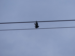 Eurystomus orientalis