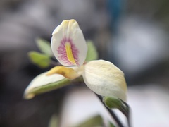 Carlowrightia