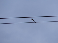 Eurystomus orientalis