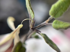 Carlowrightia