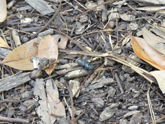 Dorcus rectus rectus