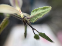 Carlowrightia