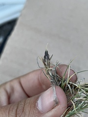 Scleropogoninae
