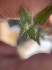 Carlowrightia