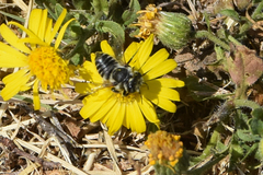 Megachile brevis