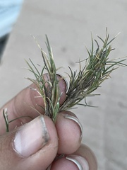 Scleropogoninae