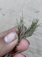 Scleropogoninae