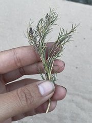 Scleropogoninae