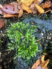 Rhynchostegium confertum