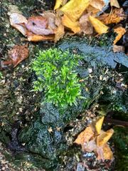 Rhynchostegium confertum