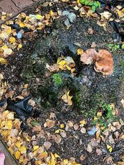 Rhynchostegium confertum