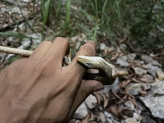 Gerrhonotus infernalis