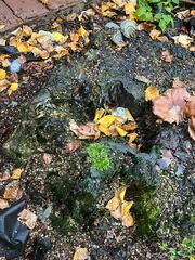 Rhynchostegium confertum