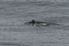 Otariidae