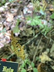 Sceptridium biternatum