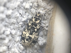 Scoparia exhibitalis