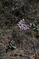 Goniolimon speciosum