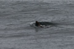 Otariidae