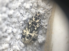 Scoparia exhibitalis